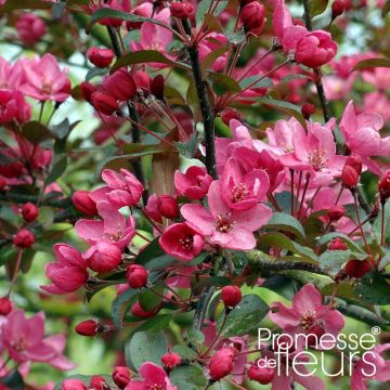 Malus hybrida Liset - Crab Apple