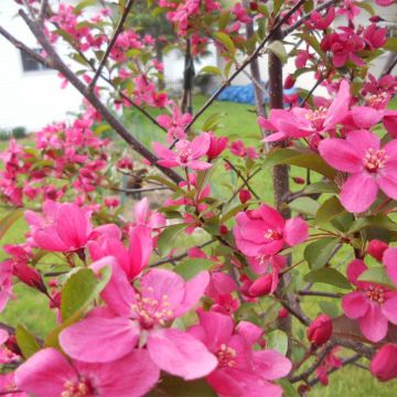 Malus Prairiefire - Crab Apple