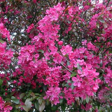 Malus Royalty - Crab Apple