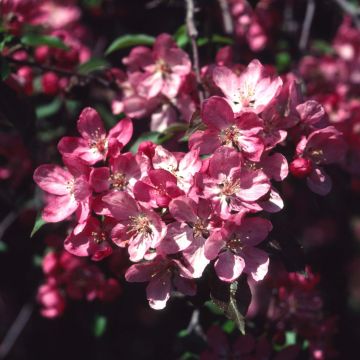 Pommier d'ornement - Malus Rudolph