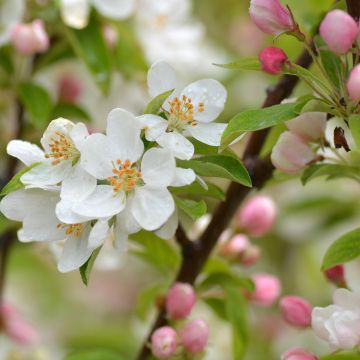 Malus Sugar Tyme - Crab Apple