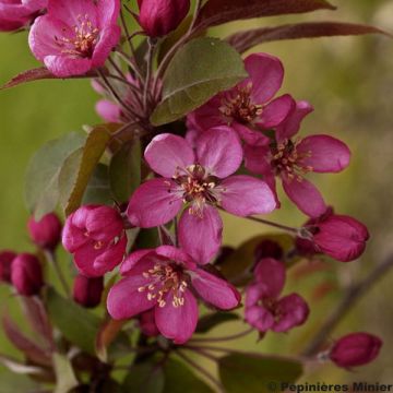 Malus Coccinella Courtarou - Crab Apple