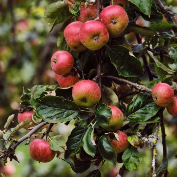 Malus domestica Rarytas Śląski - Pommier domestique, Pommier commun