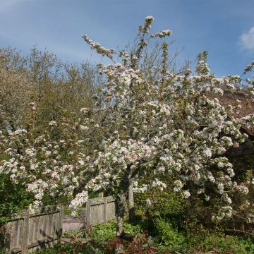 Malus Red Jewel - Crab Apple