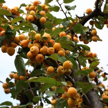 Malus robusta Yellow Siberian - Crab Apple