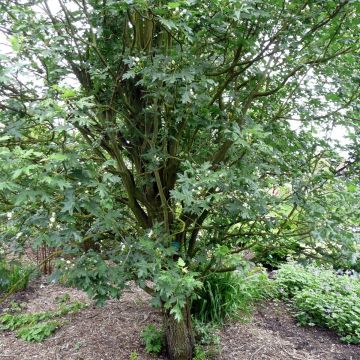 Malus trilobata - Crab Apple