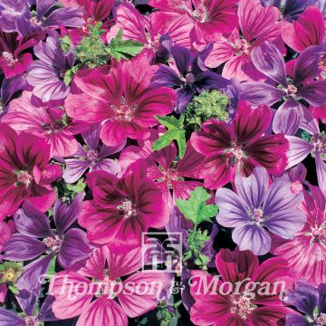 Malva sylvestris Mystic Merlin - seeds