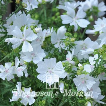 Malva moschata Snow White - seeds