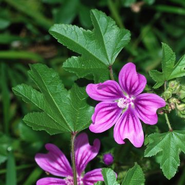 Malva sylvestris 