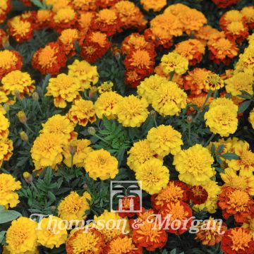 Seeds of French Marigold Boy O Boy Mixed - Tagetes patula