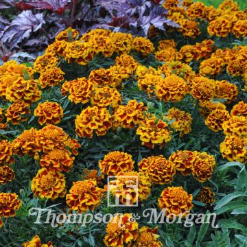 Colossus Marigold Seeds - Tagetes patula