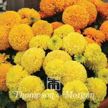 African Marigold Dune Mixed Seeds - Tagetes erecta