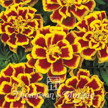 Durango Bee Marigold Seeds - Tagetes patula