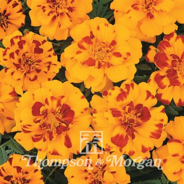 French Marigold Durango Bolero Seeds - Tagetes patula