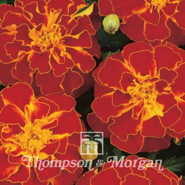 French Marigold Durango Red Seeds - Tagetes patula
