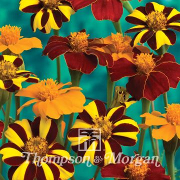 Seeds of Marigold Pots of Gold - Tagetes patula