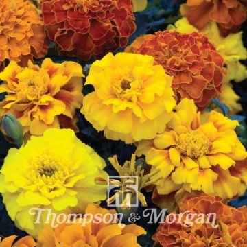 Seeds of Marigold Zenith Mixed - Tagetes patula x erecta