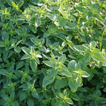 Annual Marjoram - Origanum majorana