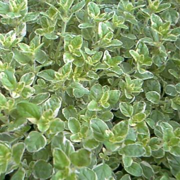 Origanum vulgare Country cream - Oregano