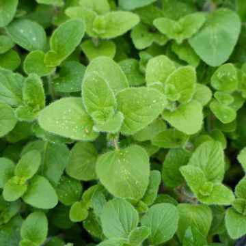 Origanum vulgare - Oregano