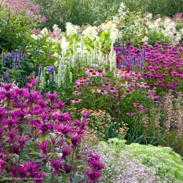 Summer flowerbed