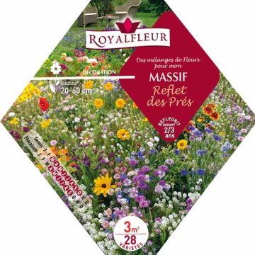 Meadow-inspired flowerbed mix - Packet for 3m2