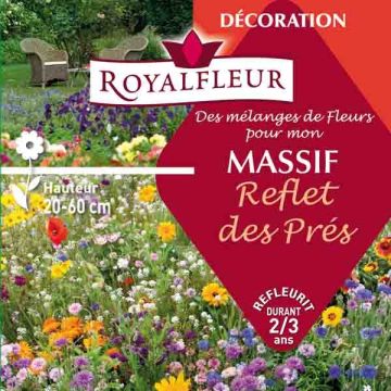 Meadow-inspired flowerbed mix - Box for 8m2
