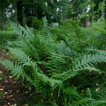 Matteuccia struthiopteris var. pensylvanica - Ostrich Fern