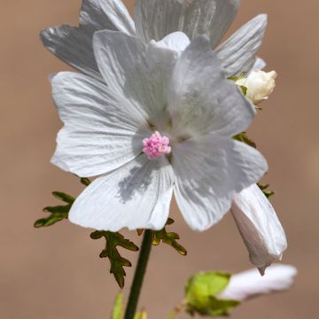 Malva moschata Alba - Musk Mallow