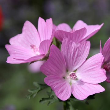 Malva moschata Rosea - Mauve musquée Rosea