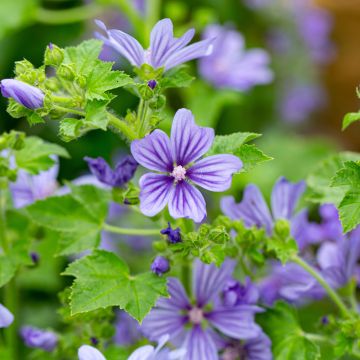 Malva sylvestris Primley Blue - Mallow