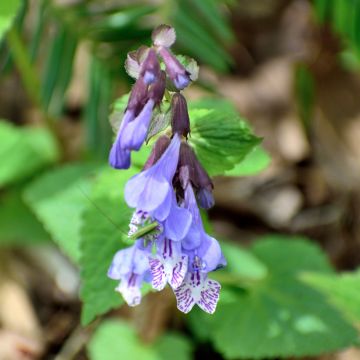 Meehania urticifolia Japanblau