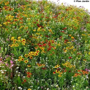 Flower mix for challenging soil