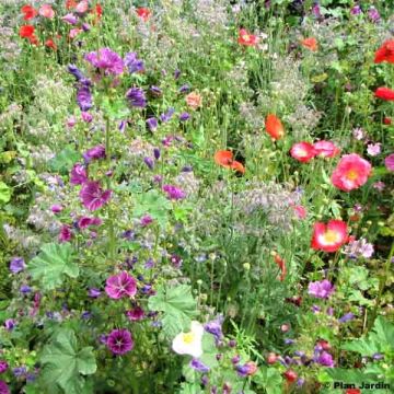 Flower Mix for Shaded Areas