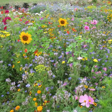 Organic Mix of Nectar-rich Bee-friendly Flowers