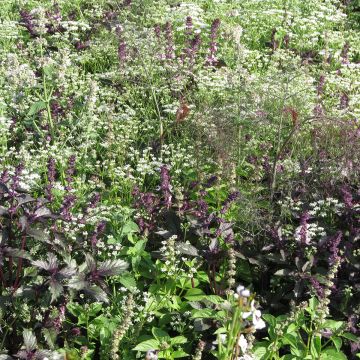 Flower mix to repel mosquitoes