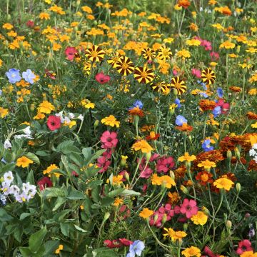 Flower mix to control Colorado potato beetles