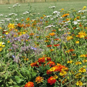 Flower mix to limit slugs