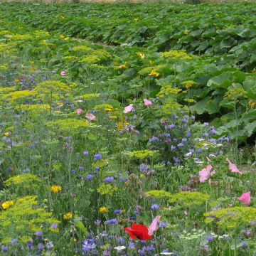 Blend of protective organic garden flowers