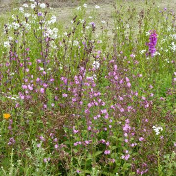 Shades and Lights Wild Flower Mix