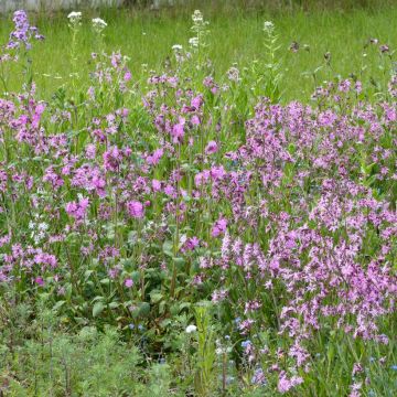 Wildflower Mix Wet Meadows