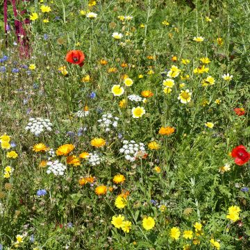 Jachère Fleurs sauvages - Boîte pour 50 à 100 m²