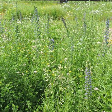 Wildflower Mix for Butterflies