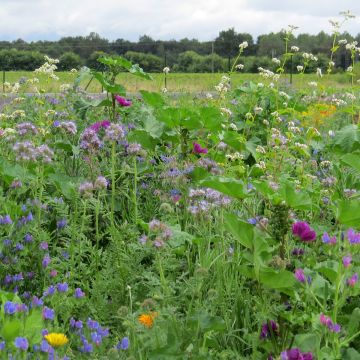 Honey-producing seed mix for bees