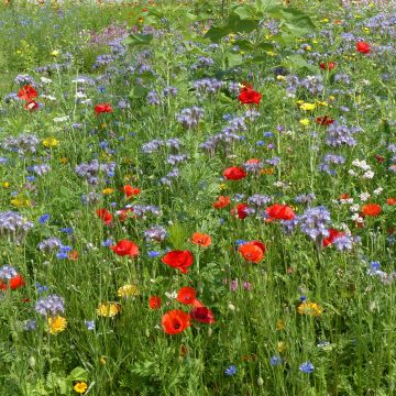 Pollinator Attracting Mix