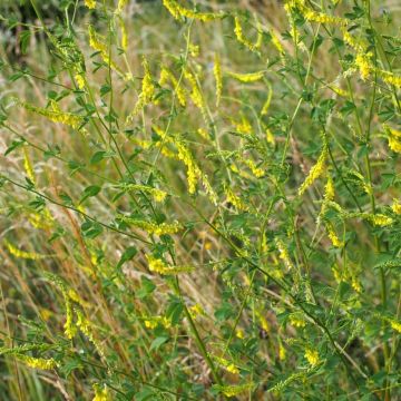 Yellow Melilot 250 m² - Green Manure