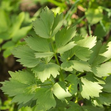 Citro Quick Lemon Balm