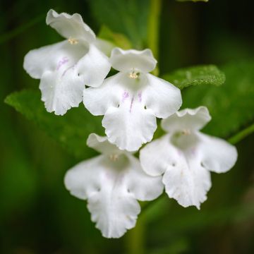 Mélitte, Melittis melissophyllum Alba