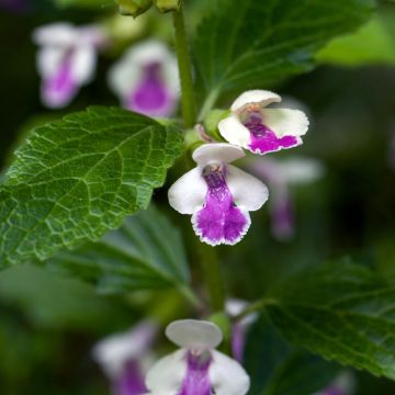 Melittis melissophyllum Royal Velvet