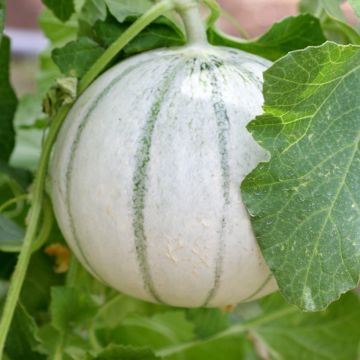 Melon Alienor - Cucumis melo